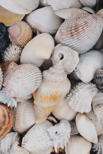 shelling-sanibelcaptiva_0.jpg