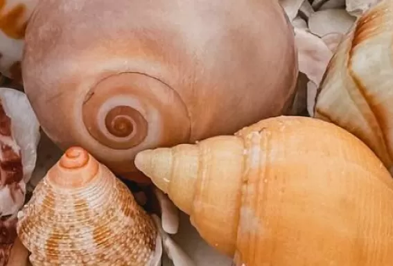Seashells